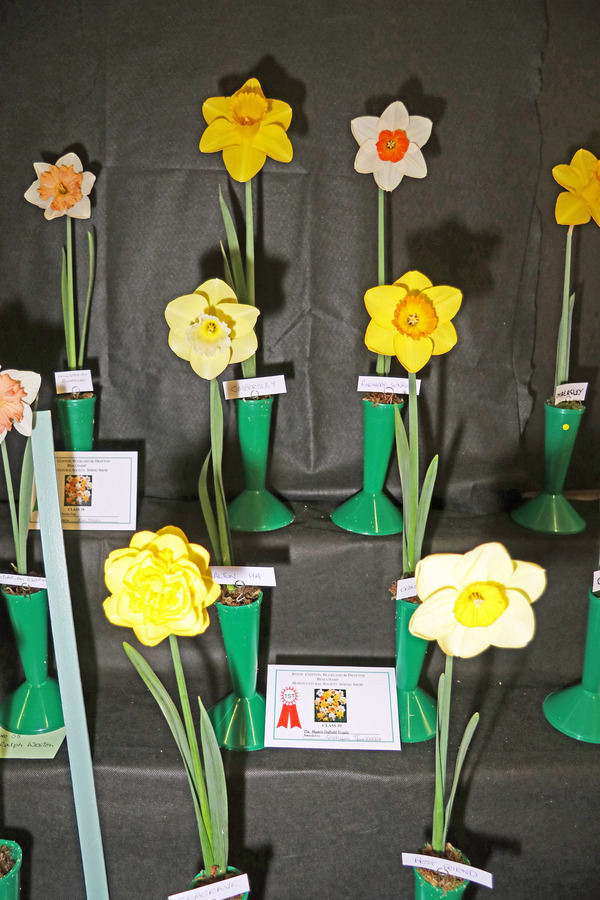 Daffodil Master Class